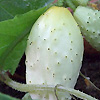 Cucumber Mini White